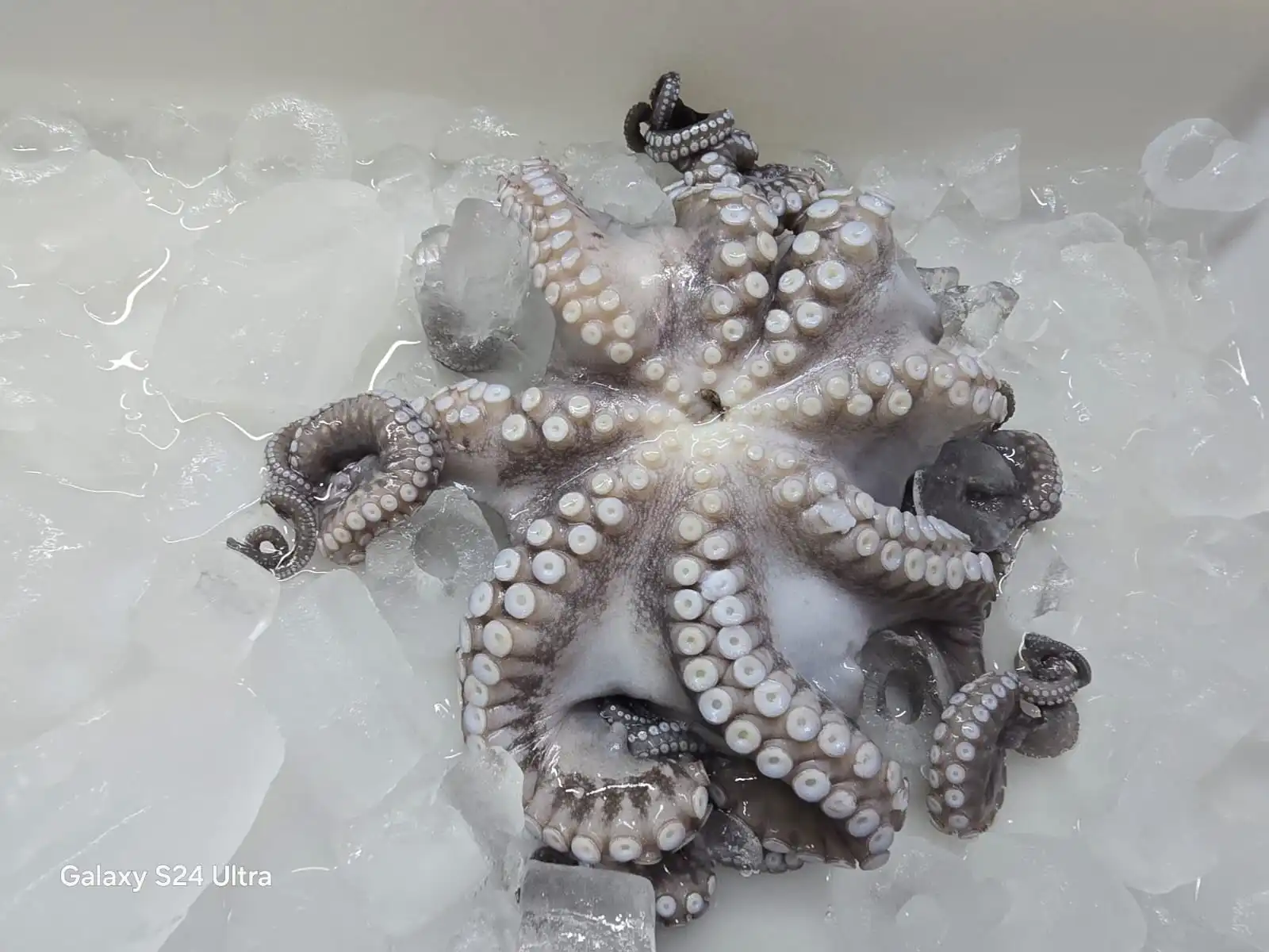 octopus indonesia